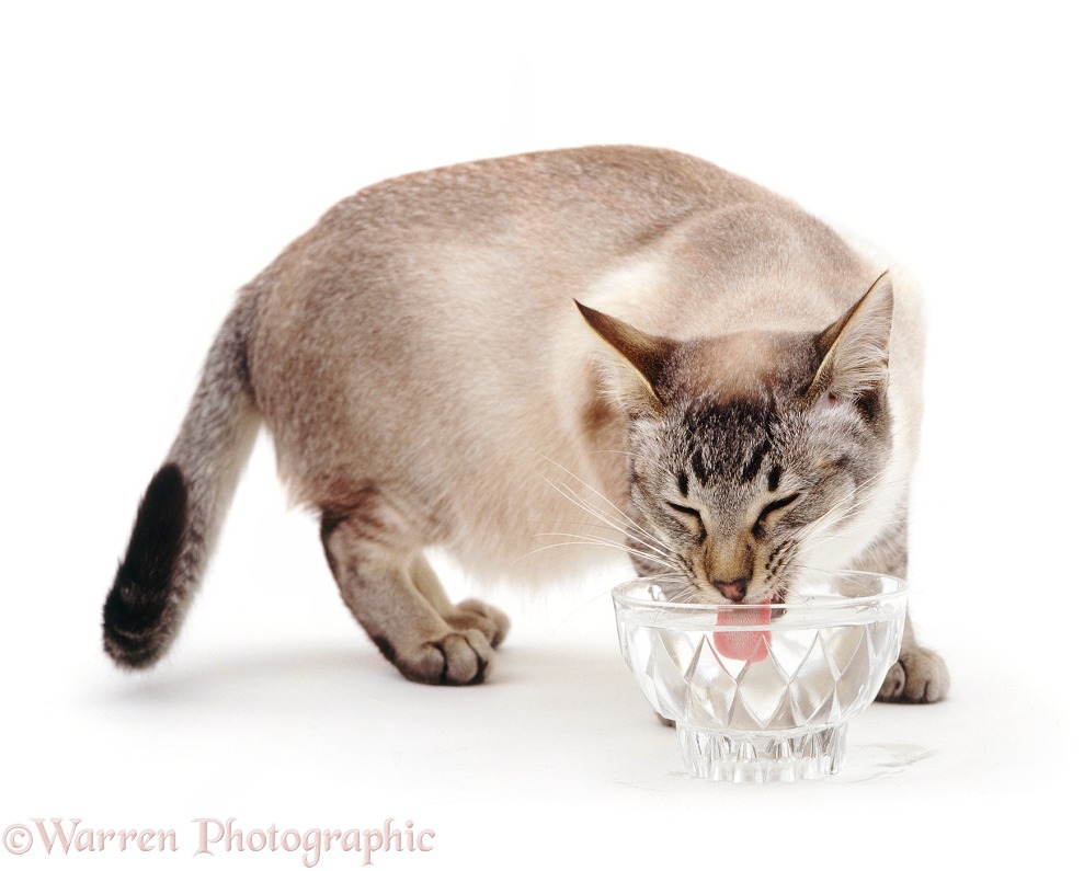 Tabby-point Siamese-cross cat Sinatra drinking water from a glass bowl, white background
