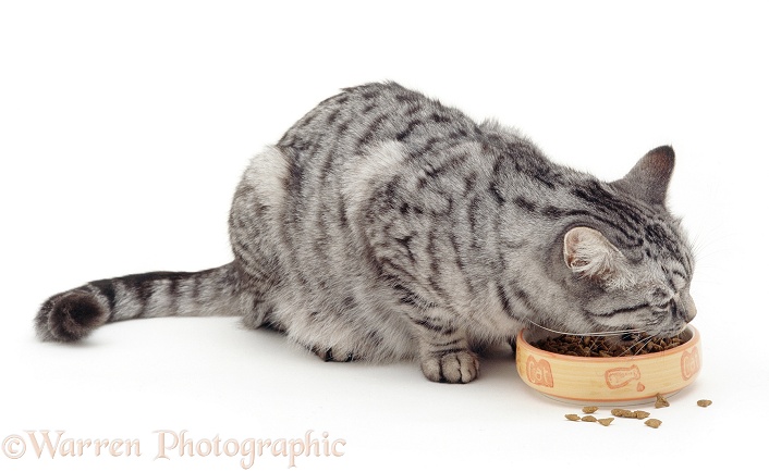 Silver tabby cat Aster eating dry cat food from a ceramic bowl, white background