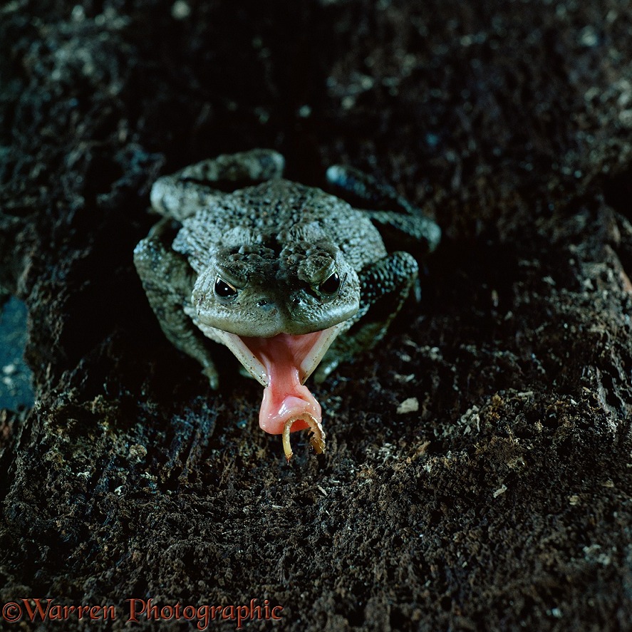 Common European Toad (Bufo bufo) catching beetle larva on tongue, sequence 2/3