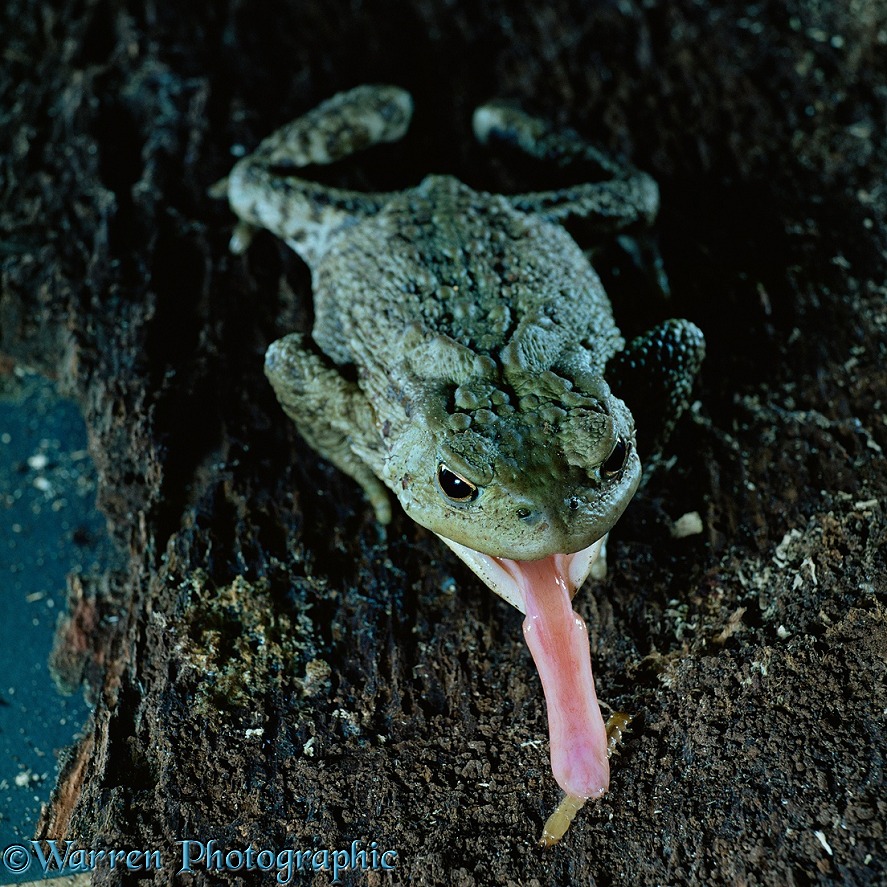Common European Toad (Bufo bufo) catching beetle larva on tongue, sequence 1/3
