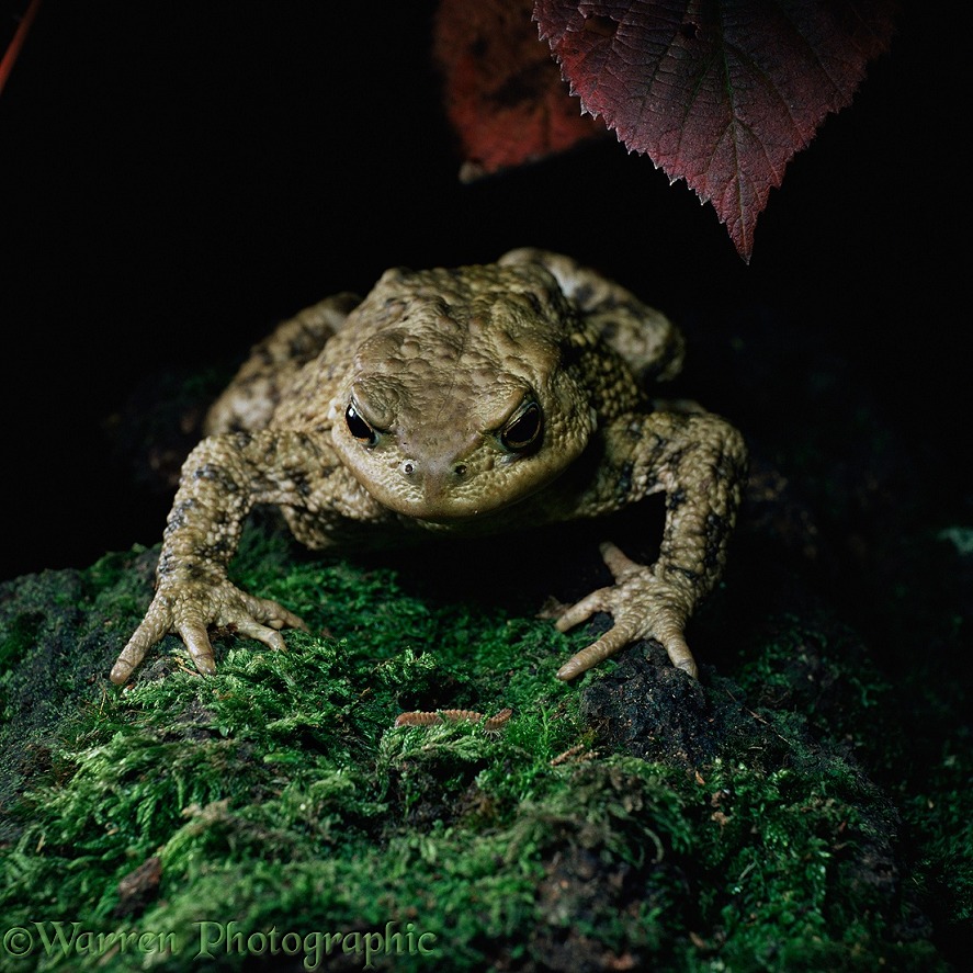 Common European Toad (Bufo bufo) watches moving prey before catching it with tongue