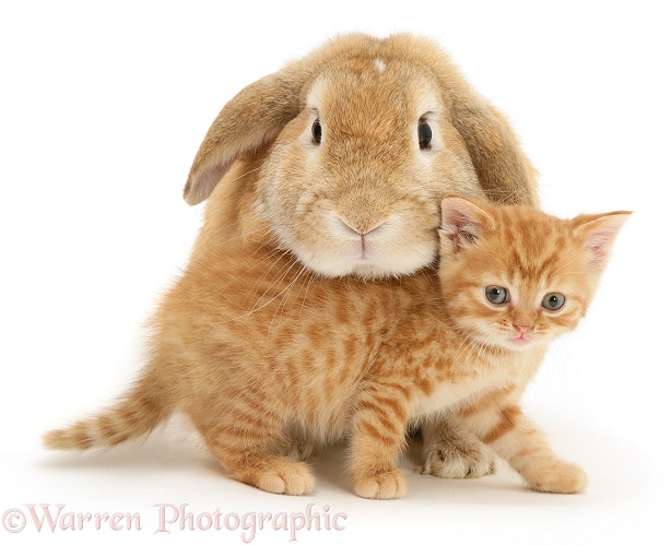 British Shorthair red-spotted kitten with sandy Lop rabbit, white background