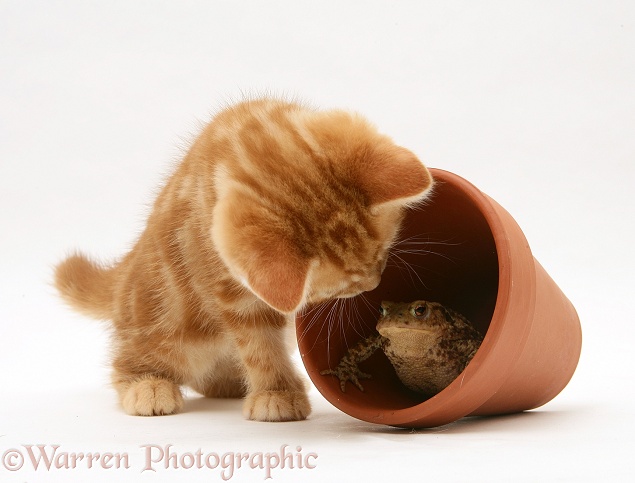Ginger kitten inspecting a toad in a flower pot, white background