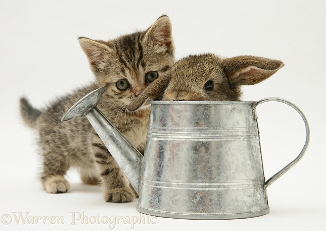 Tabby kitten with young rabbit in a metal watering can, white background