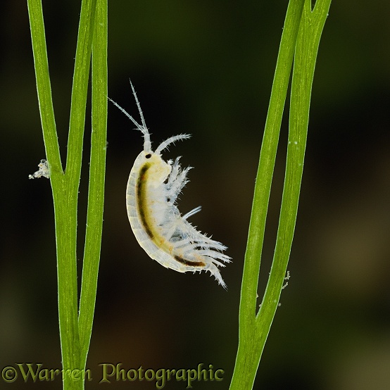 Freshwater Shrimp (Gammarus pulex) juvenile