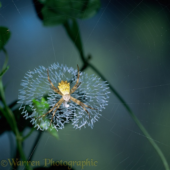 Forest spider (Argiope sp), note stabilimentum in centre of web.  East Africa