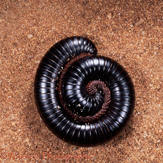 Giant millipede (Diplopoda) coiled for defence.  East Africa