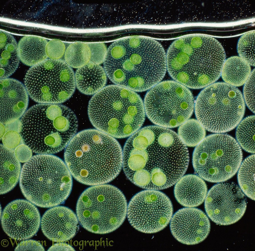 (Volvox) protozoa growing at water surface in sunlight, UK