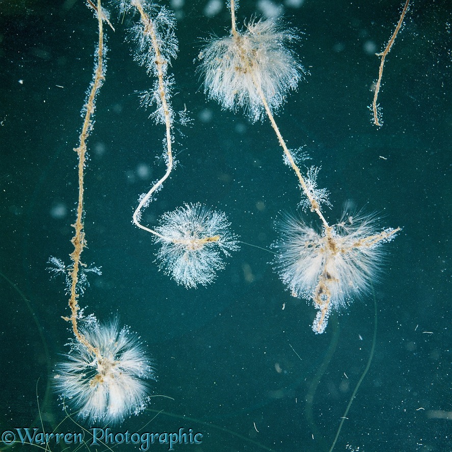 Protozoa (Epistylis) colonies on duckweed roots