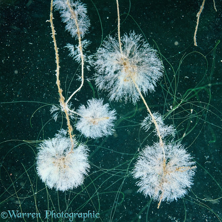 Protozoa (Epistylis) colonies on duckweed roots