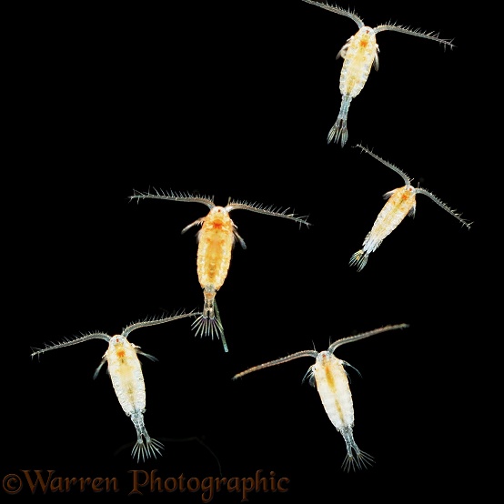 Freshwater copepods (Diaptomus)