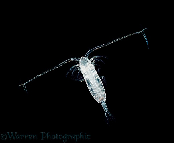 Marine planktonic Copepod (Calanus)
