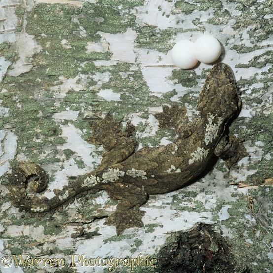 Flying Gecko (Ptychozoon kuhli) female with eggs.  S.E. Asia