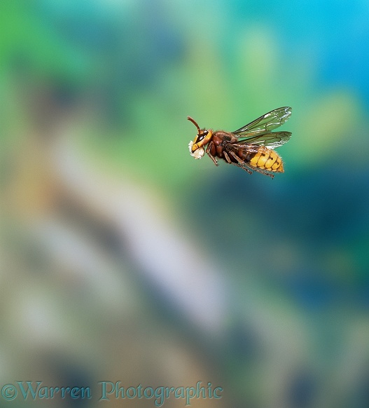 Hornet (Vespa crabro) worker flying with wood pulp for nest building