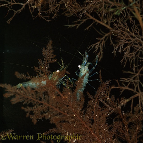 Pair of Common Prawns (Leander serratus) at night. Note eye reflection