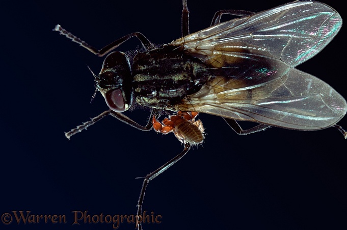 False Scorpion (Lamprochernes nodosus) hitching a ride on a Housefly