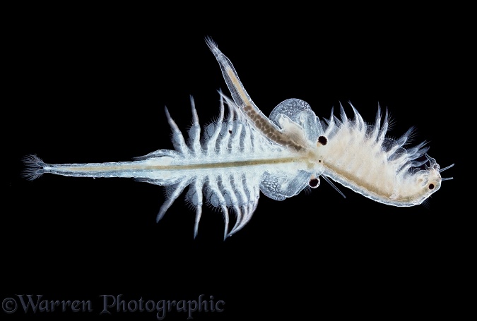 Brine shrimp (Artemia salina) male clasping egg-laden female