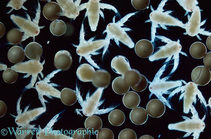 Brine Shrimp (Artemia salina) eggs with hatched and hatching nauplius larvae