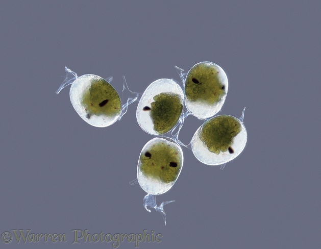 Common Prawn (Leander serratus) developing eggs