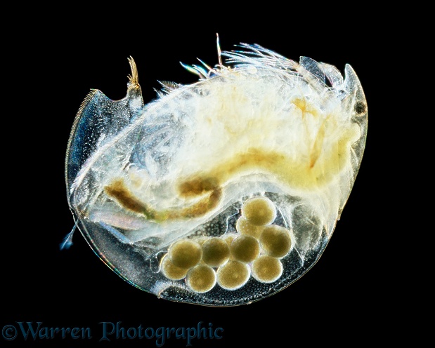 Water Flea (Eurycercus lamellata) female carrying eggs