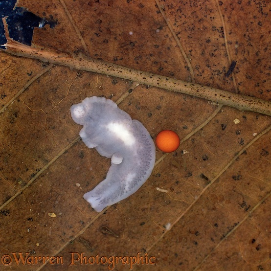 Flatworm (Dendrocoelum lacteum) with newly laid cocoon
