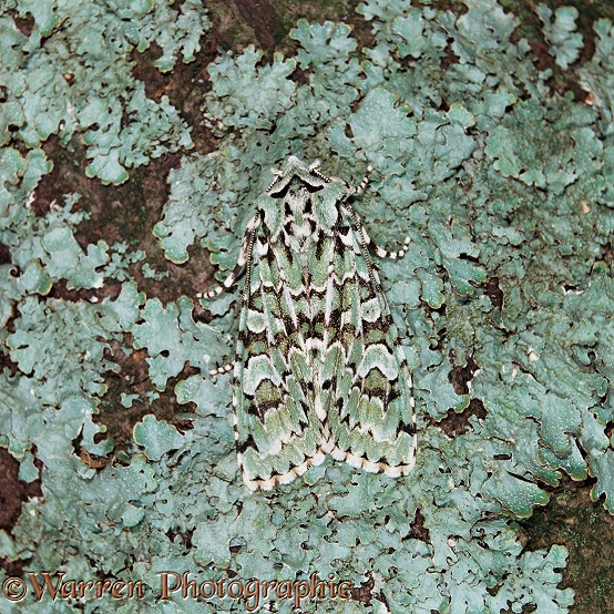 Merveille du Jour moth (Dichonia / Griposia aprilina) camouflaged on lichen