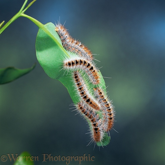 Processionary caterpillars of Bag Shelter Moth (Ochrogaster lunifer / contraria).  Australia