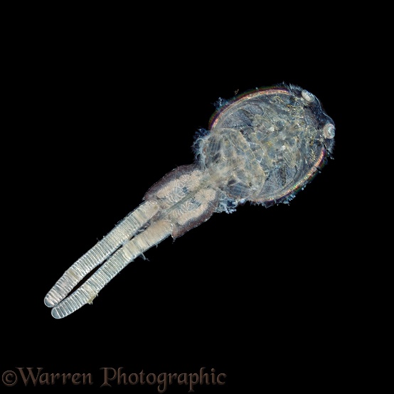 Fish louse (Caligus sp) showing egg sacs
