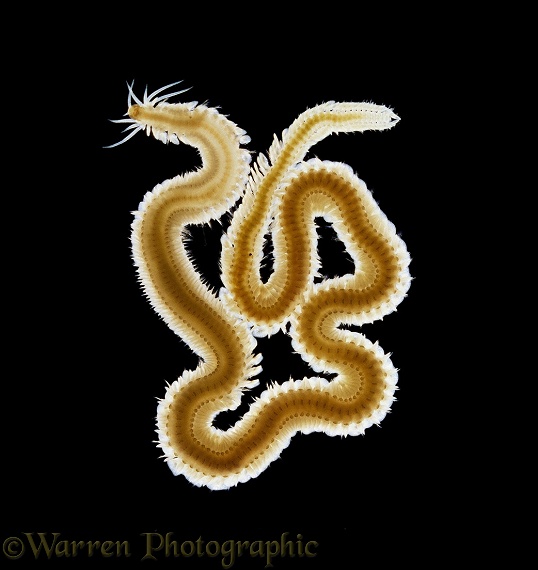 Padde worm (Phyllodoce)