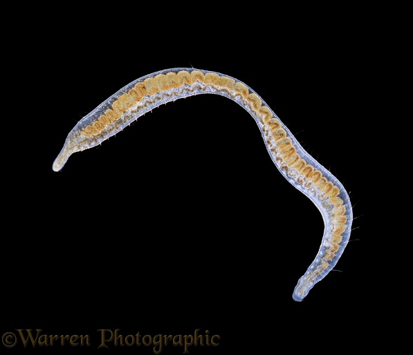 Freshwater worm (Dero)