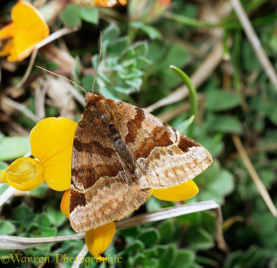 Burnet companion moth (Euclidia / Ectypa glyphica) Europe