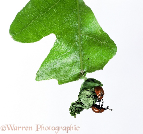 Oak Roller Weevil (Attelabus nitens) pair on freshly rolled oak leaf, white background