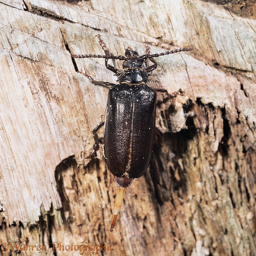 Tanner beetle (Prionus coriarus) female showing ovipositor, Europe