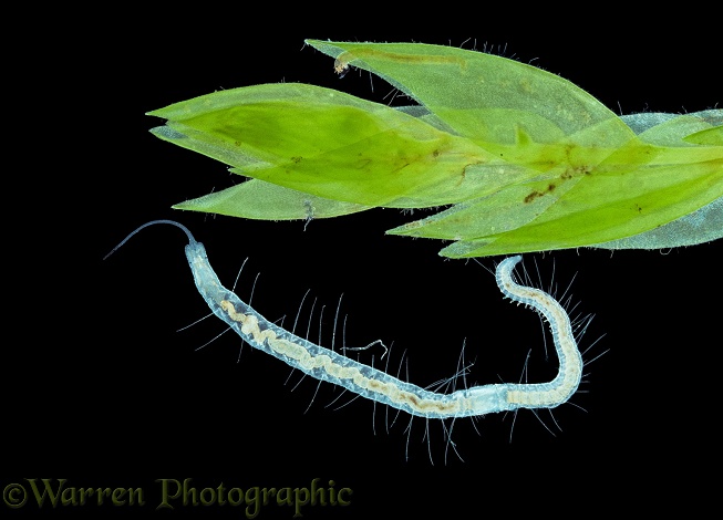 Freshwater worm (Stylaria sp) and young worms