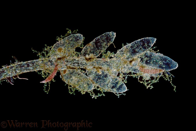Marine diatom (Grammatophora sp) on Bryozoan