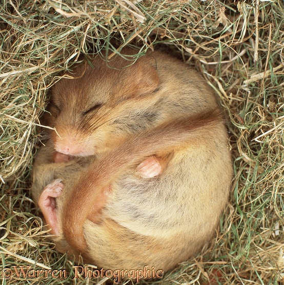 Common dormouse (Muscardinus avellanarius) hibernating in nest. Captive, UK