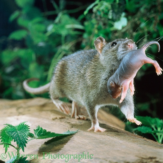 Brown Rat (Rattus norvegicus) mother carrying young.  Worldwide