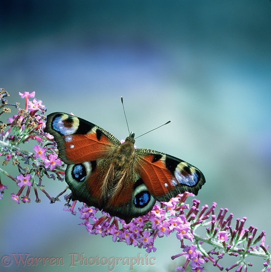 Peacock Butterfly (Inachis io) on buddleia flower