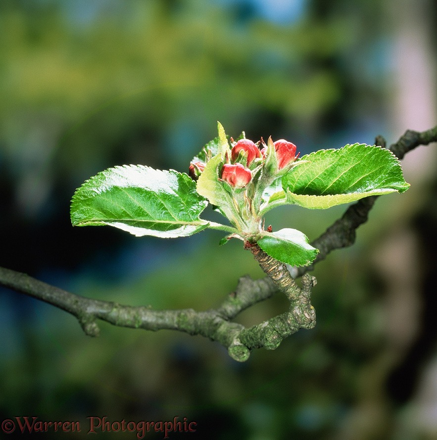 Crab apple (Malus sylvestris) buds opening in Spring. Europe
