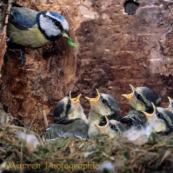Blue Tit (Parus caeruleus) bringing food to begging chicks in the nest