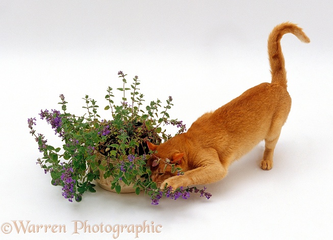 Red Burmese male cat Ozzie luxuriating in the scent of catmint / catnip, white background
