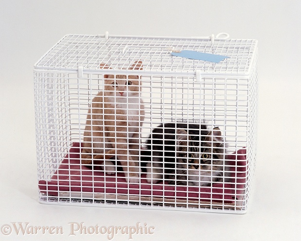 Two kittens in a cat-carrier, white background