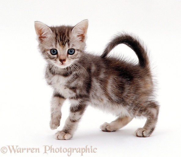 Silver tortoiseshell kitten, Cynthia, 8 weeks old. Sequence 4/7, white background