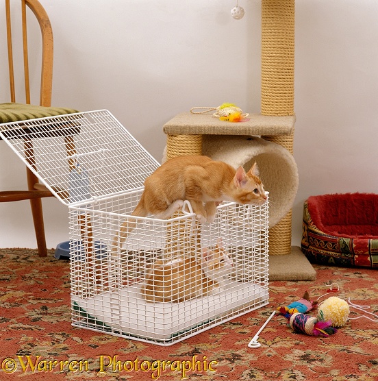 Two ginger kittens in a cat carrier exploring their new home