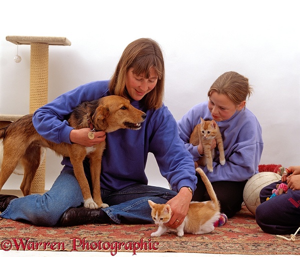 Two kittens being introduced to family dog, Lakeland Terrier x Border Collie, Bess, white background