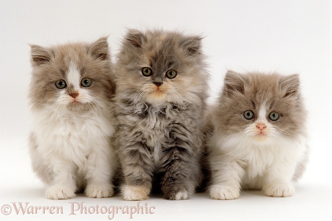 Three Persian cross, Lilac bicolour and blue cream kittens, 9 weeks old, white background