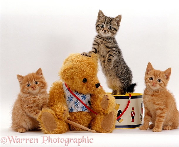 One tabby and two ginger kittens with Ginger Teddy bear, white background