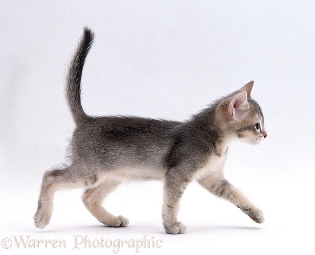 Ticked-silver kitten, 8 weeks old, walking across, white background