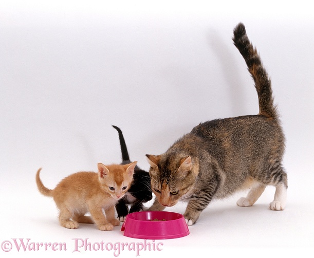 Tabby cat, Pansy, and her kittens, 5 weeks old, eating from cat bowl, white background