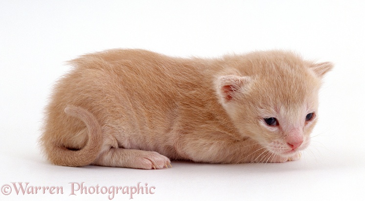 Cream kitten, Milo, 17 days old, eyes and ears just opening, offspring of Pansy, white background